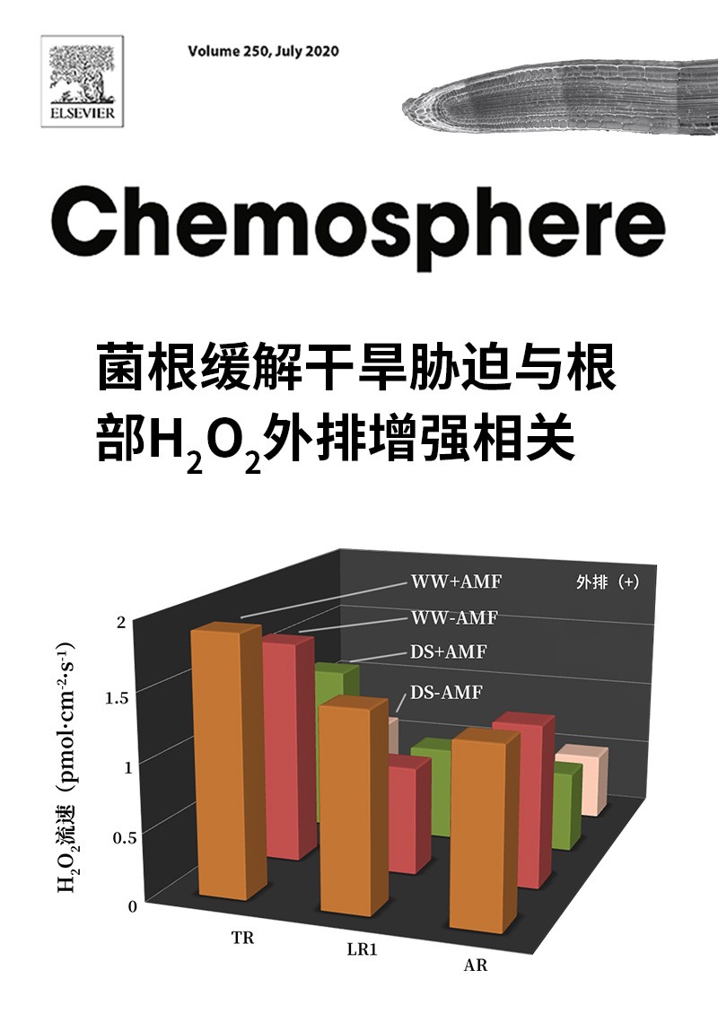 菌根缓解干旱胁迫与根部H2O2外排增强相关