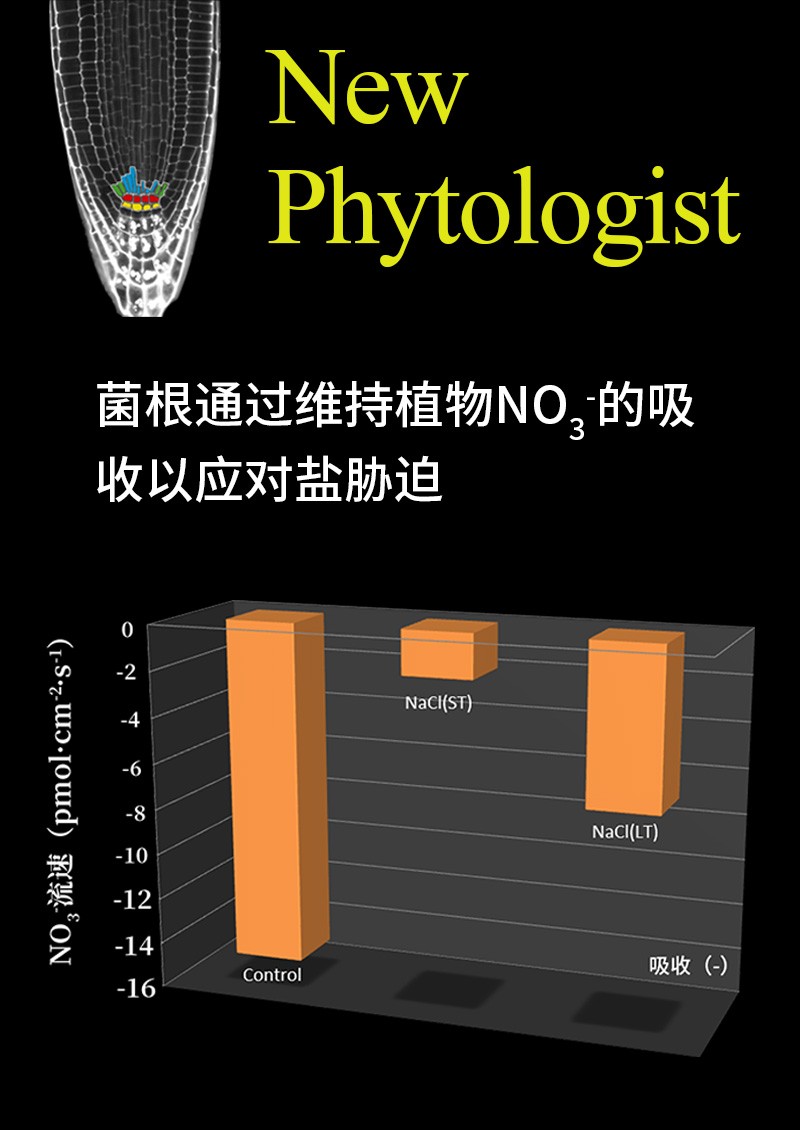 菌根通过维持植物NO3-的吸收以应对盐胁迫