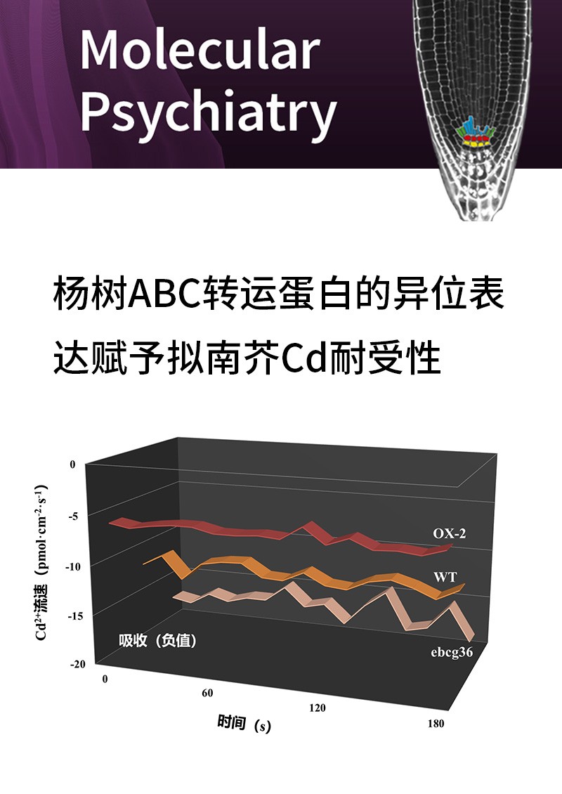 杨树ABC转运蛋白的异位表达赋予拟南芥Cd耐受性