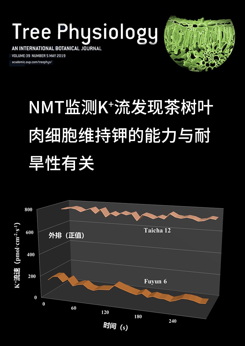 NMT监测K+流发现茶树叶肉细胞维持钾的能力与耐旱性有关