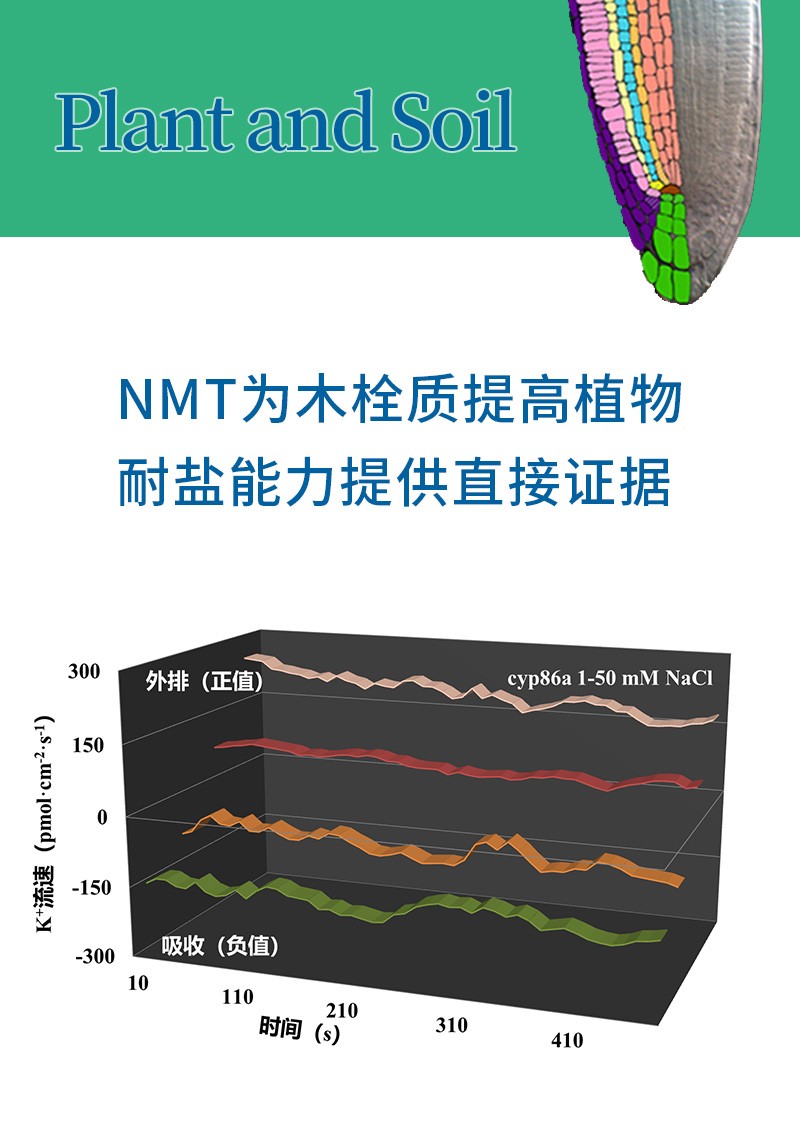 NMT为木栓质提高植物耐盐能力提供直接证据