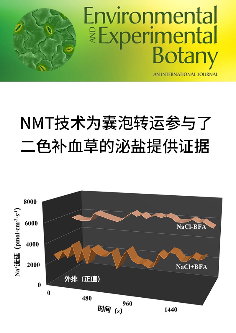 NMT技术为囊泡转运参与了二色补血草的泌盐提供证据