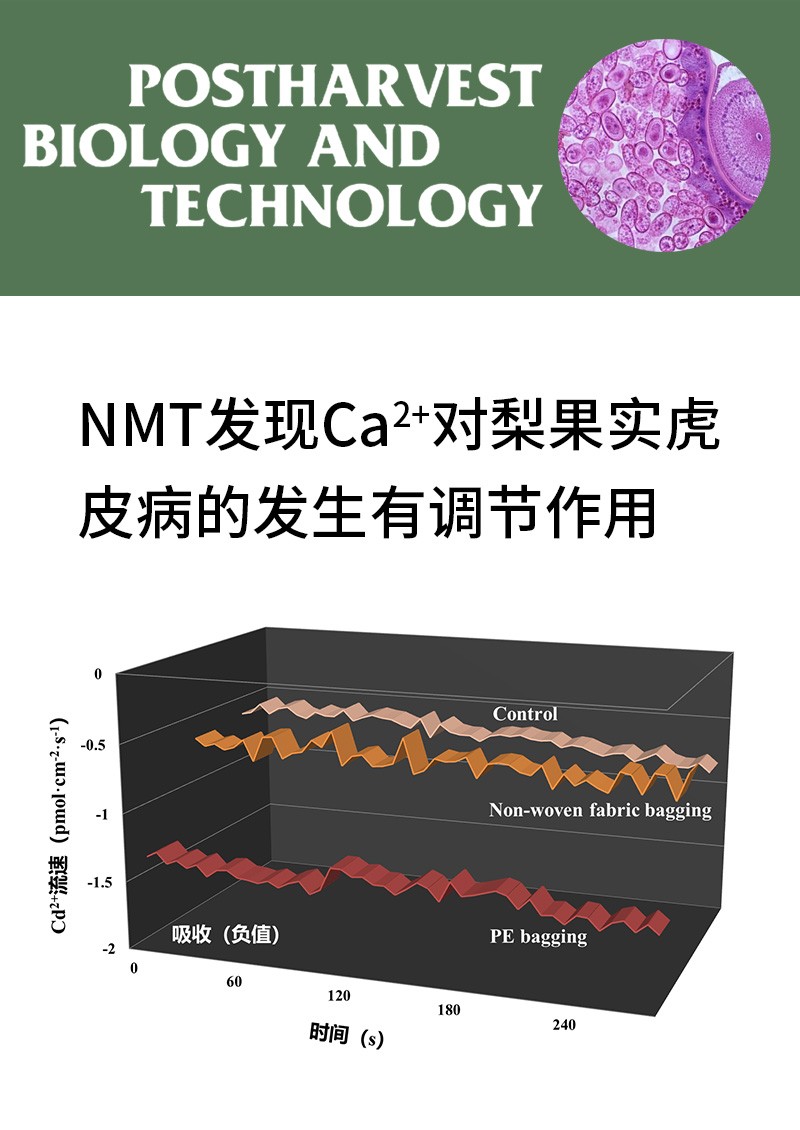 NMT发现Ca2+对梨果实虎皮病的发生有调节作用