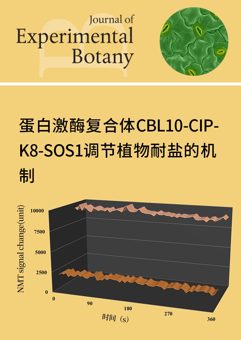 蛋白激酶复合体CBL10-CIPK8-SOS1调节植物耐盐的机制